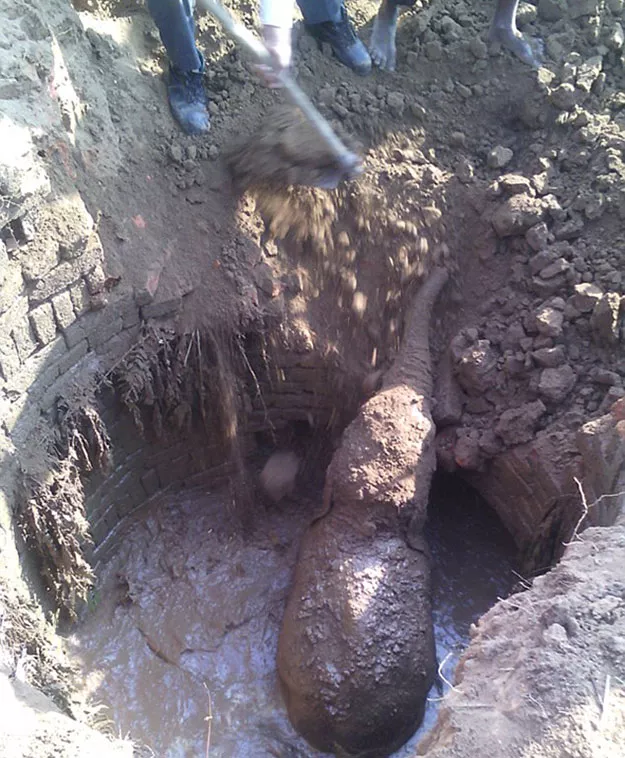 the desperate mother 039 s attempts were in vain when the baby elephant was pushed back in the well photo caters agency the desperate mother 039 s attempts were in vain when the baby elephant was pushed back in the well photo caters agency