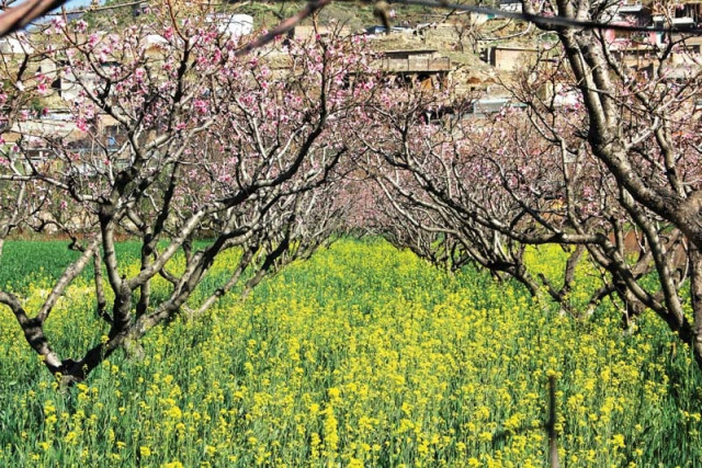 flowers bloom in the orchards in charbagh tehsil swat photo fazal khaliq express flowers bloom in the orchards in charbagh tehsil swat photo fazal khaliq express