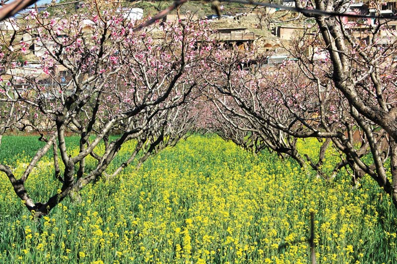 pretty vistas dazzling orchards of swat draw thousands