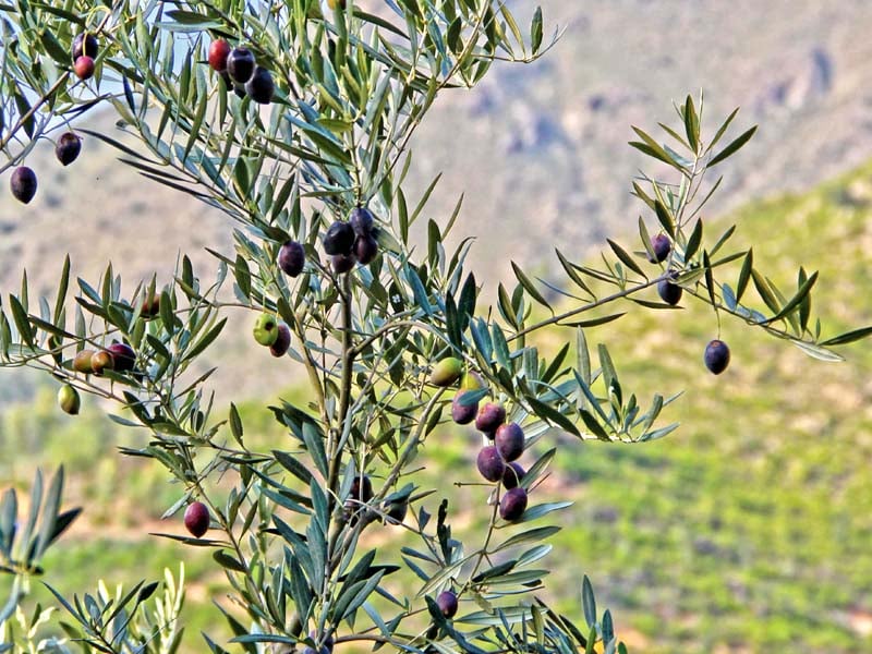 olive trees in talaash lower dir where local farmers process the fruit to make an income out of it photo fazal khaliq express