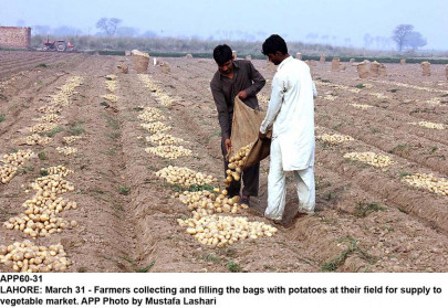 agriculture uaf promoting research