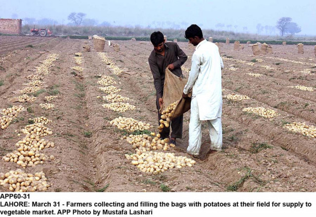 farmers collecting and filling the bags of potatoes at their field photo app