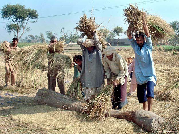 during 2014 15 total rice production of the country was 6 720 million tons over an area of 2 76 million acres photo app