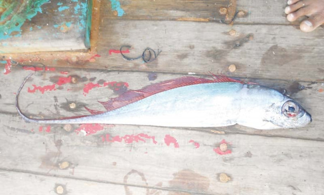 fishermen caught a rare marine species a polka dot ribbonfish measuring 32 inches with flashing red fins and faint polka dots all over the body off charna island on wednesday photo courtesy wwf p fishermen caught a rare marine species a polka dot ribbonfish measuring 32 inches with flashing red fins and faint polka dots all over the body off charna island on wednesday photo courtesy wwf p