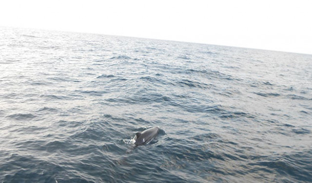 photo wwf p photo wwf p