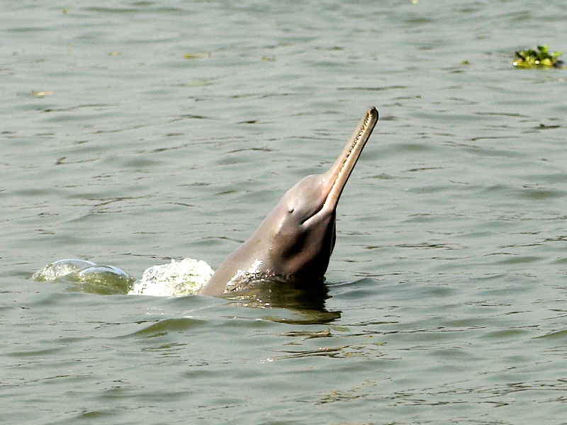 indus dolphin photo express file