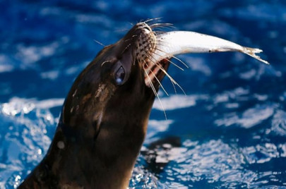 hungry sea lion pulls man holding fish off boat in california hungry sea lion pulls man holding fish off boat in california