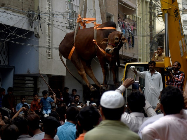 a bull is lowered by crane from the roof of a building in preparation for eidul azha in karachi photo afp