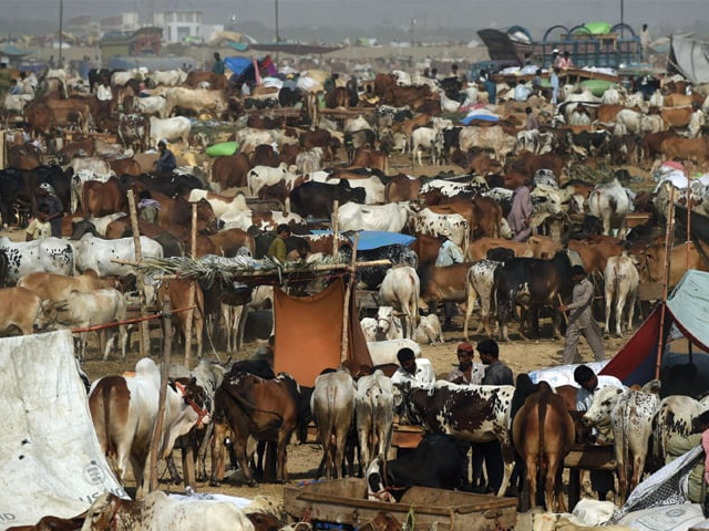 cattle sellers await buyers at the super highway mandi in karachi photo afp