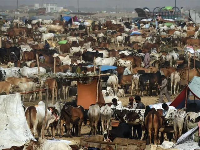 cattle sellers await buyers at the super highway mandi in karachi photo afp cattle sellers await buyers at the super highway mandi in karachi photo afp