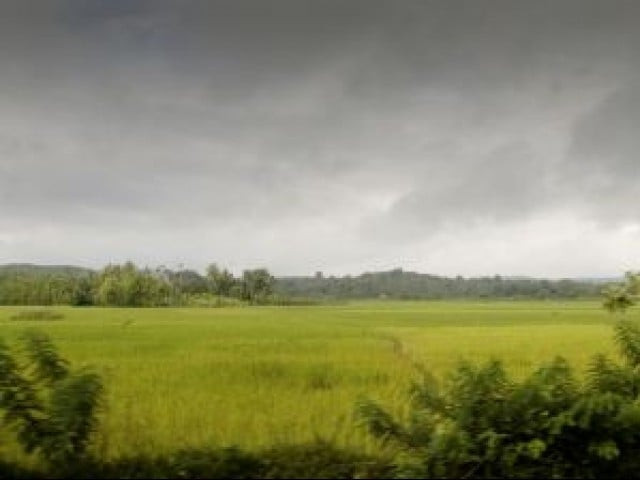 wheat farmers have requested the government to declare the area calamity hit photo file wheat farmers have requested the government to declare the area calamity hit photo file