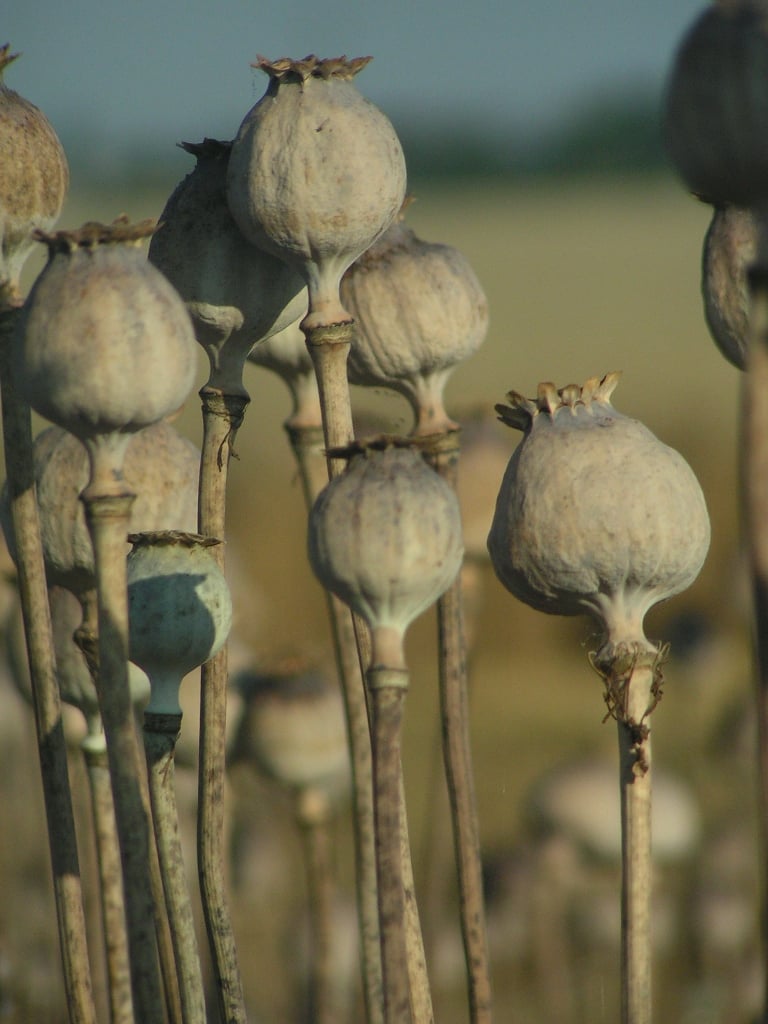 a file photo of poppy opium stock image