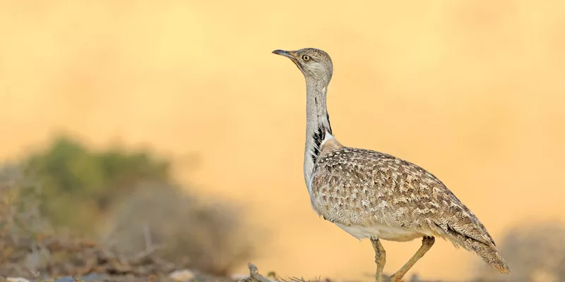 smuggled over water where there is houbara bustard there is money smuggled over water where there is houbara bustard there is money