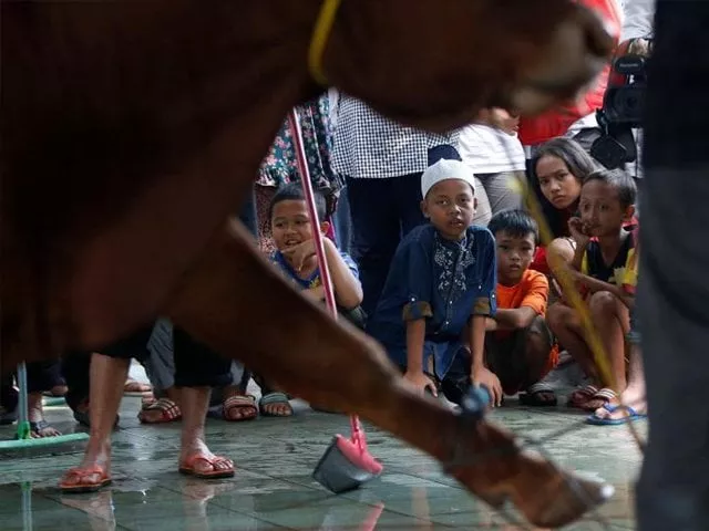 we do not explain to them the religious background of the ritual but hand them knives to begin the qurbani photo reuters we do not explain to them the religious background of the ritual but hand them knives to begin the qurbani photo reuters