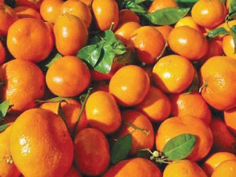 Citrus production: Sargodha's orange farms endangered by diseases in  absence of research