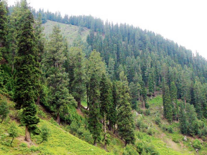 the federal government aims to increase the forest cover in the country photo file