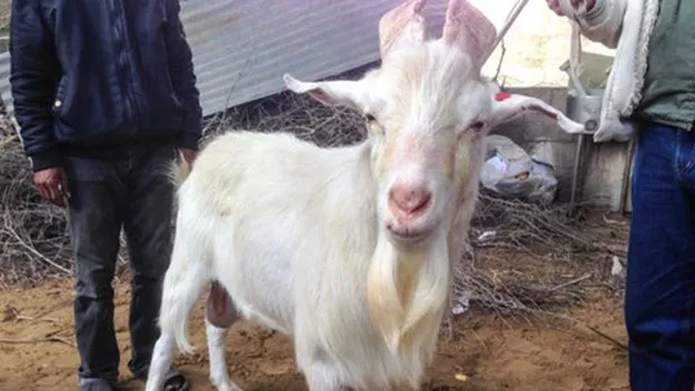 the goat was slaughtered and its meat was sold to a wealthy palestinian man photo twitter the goat was slaughtered and its meat was sold to a wealthy palestinian man photo twitter
