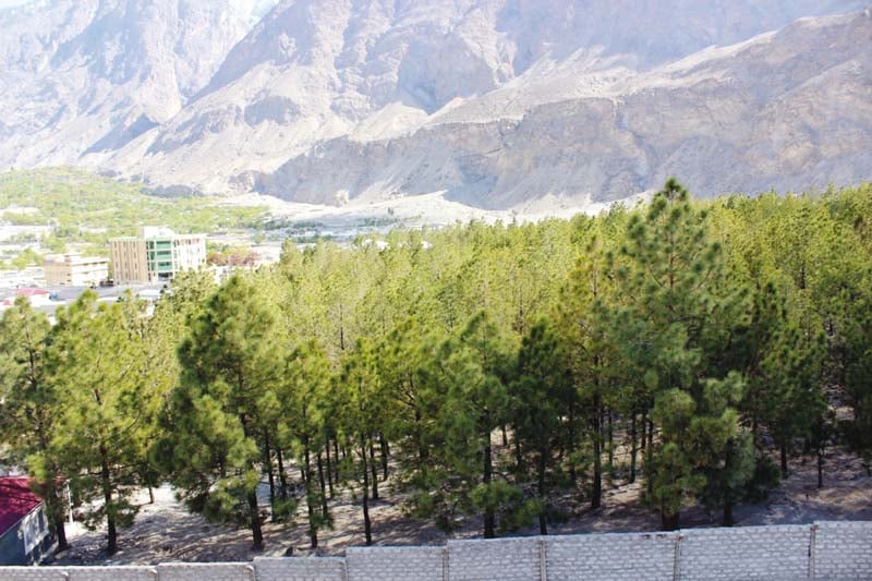 existence of 5 000 decades old trees under threat in gilgit