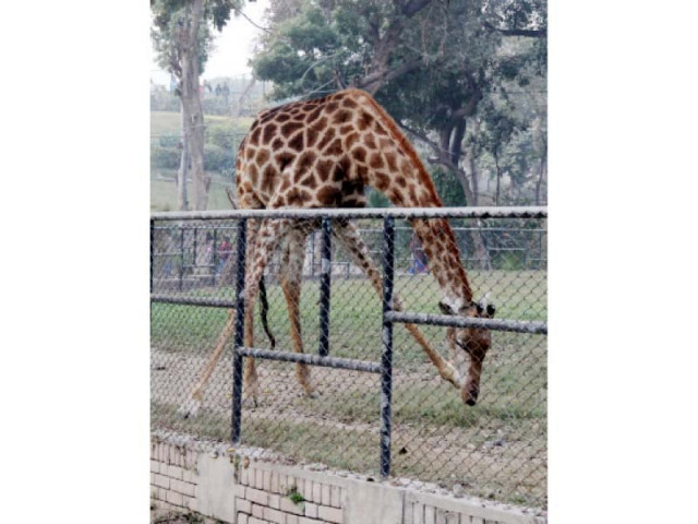 sunny pictured grazing in his pen a few weeks before he died photo ayesha mir express sunny pictured grazing in his pen a few weeks before he died photo ayesha mir express