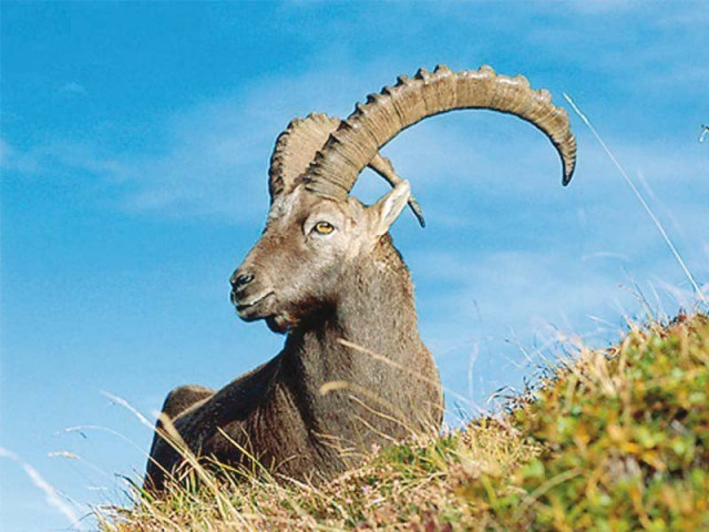three remanded for hunting sindh ibex three remanded for hunting sindh ibex