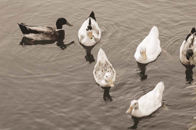ducks at the swan lake in safari park zoo in karachi swim in polluted water photo credit arif soomro ducks at the swan lake in safari park zoo in karachi swim in polluted water photo credit arif soomro