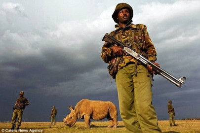 only surviving male northern white rhino put under armed guard