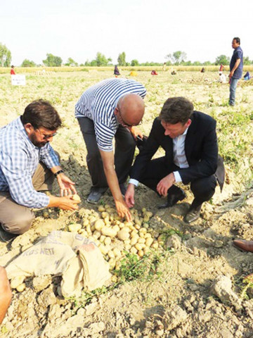 netherlands ambassador marcel de vink on tuesday examines salt resistant potatoes at a farm near okara pr netherlands ambassador marcel de vink on tuesday examines salt resistant potatoes at a farm near okara pr