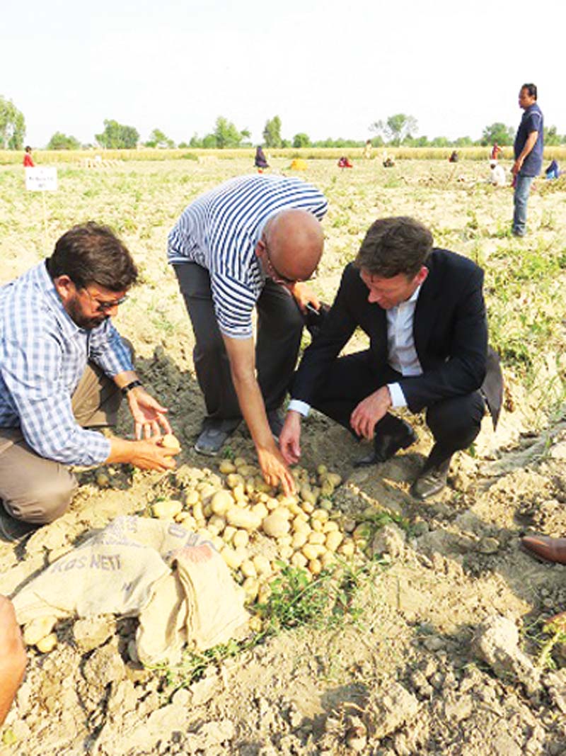 netherlands ambassador marcel de vink on tuesday examines salt resistant potatoes at a farm near okara pr