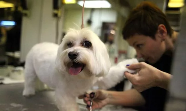 the park has the capacity to accommodate 90 dogs and has 200 rooms photo courtesy wnyc the park has the capacity to accommodate 90 dogs and has 200 rooms photo courtesy wnyc