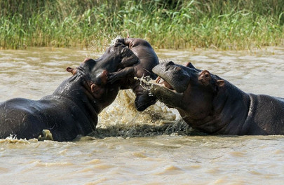 baby hippo dies after being caught in brawl between two adult hippos