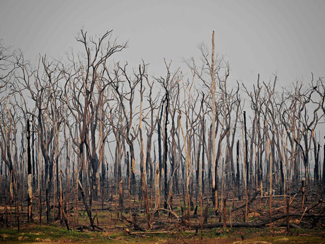 view of burnt areas of the amazon rainforest near abuna rondonia state brazil on august 24 2019 photo afp view of burnt areas of the amazon rainforest near abuna rondonia state brazil on august 24 2019 photo afp