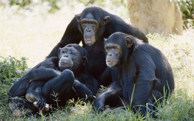 chimpanzees cannot be held captive because they are autonomous intelligent creatures photo khaleejtimes