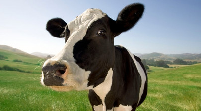 5 holy cow facts about milk 5 holy cow facts about milk