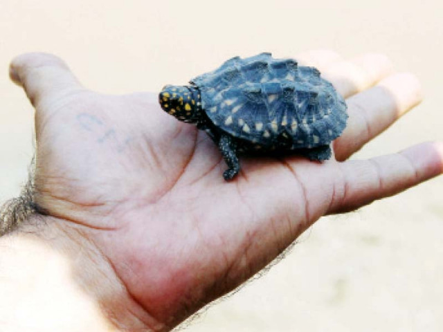 one of the turtles released on friday photo abid nawaz express one of the turtles released on friday photo abid nawaz express