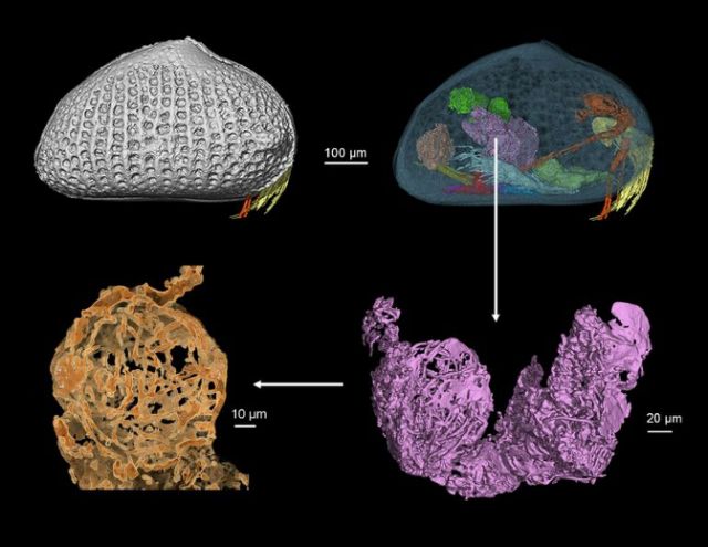 the sperm was found inside an ostracod    a type of crustacean that has existed for 500 million years and can be found in many oceans today he wang ludwig maximilian university of munich photo afp