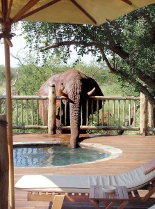 cheeky elephant drinks from hot tub at holiday resort sending tourists into panic cheeky elephant drinks from hot tub at holiday resort sending tourists into panic