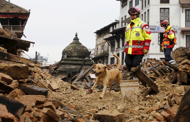 a rescue dog belonging to the group of isar germany searches the rubble following saturday 039 s earthquake in kathmandu nepal april 28 2015 photo reuters
