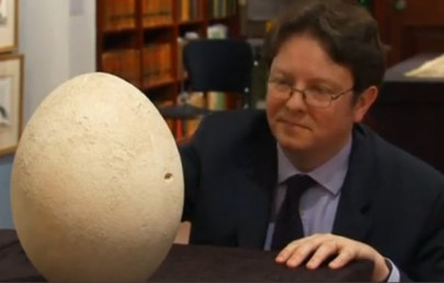 rare elephant bird egg could fetch more than 70 000 at auction