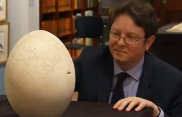 it 039 s the largest egg from the largest bird that ever existed photo reuters it 039 s the largest egg from the largest bird that ever existed photo reuters