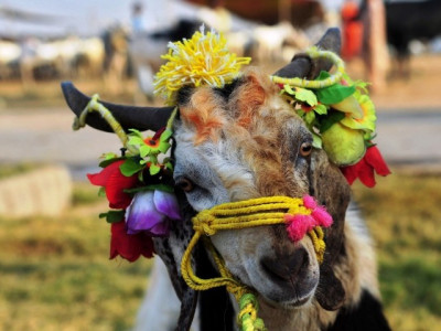 will the real kasai please stand up