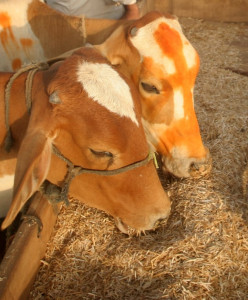 self sustenance cattle distributed among widows