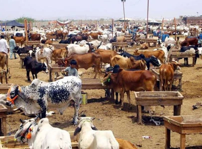 asia s largest cattle market inaugurated in karachi for eidul adha