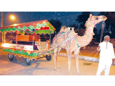 cultural entertainment camel cart service launched cultural entertainment camel cart service launched