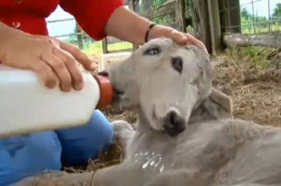 two headed calf dubbed one in 400 million animal born on small farm two headed calf dubbed one in 400 million animal born on small farm