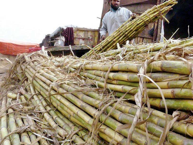 sugarcane growers locked in a price dispute with millers suffered an estimated loss of rs7 22 billion this season photo file