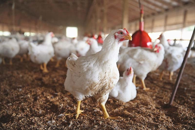 the poultry body has stated that the promotion of this sector will result in price stability and bring foreign exchange through exports photo afp