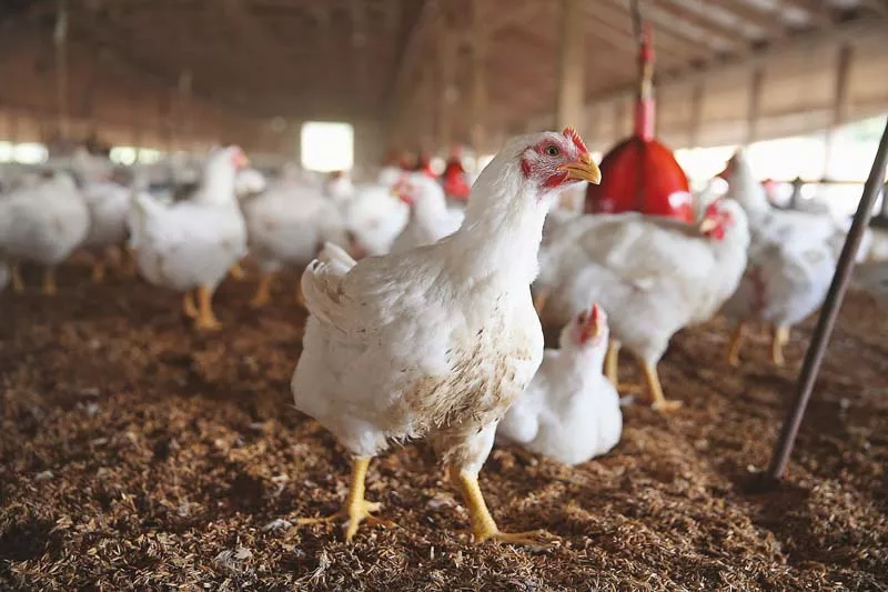 the poultry body has stated that the promotion of this sector will result in price stability and bring foreign exchange through exports photo afp the poultry body has stated that the promotion of this sector will result in price stability and bring foreign exchange through exports photo afp