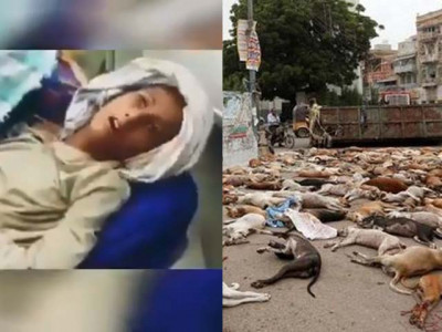 access to rabies vaccine stressed