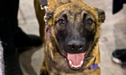 arkansas dog bites the bullet eats 23 rounds of ammunition