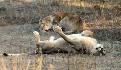 india s endangered lion numbers increase